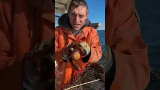 Can A Lobster Crush A Walnut?!
