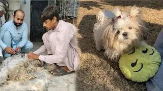 Ham ny apna new shitlu dog or moti ko trim karwadia