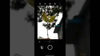 #mobilephotograpy #naturephotography #shortsvideo #youtubeshorts