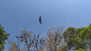 Летучие лисицы у входа в зоопарк Аделаиды. На свободе. Март 2019