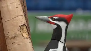 The Wonders of Wood