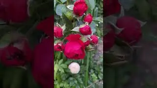 Оливия Роуз, Флорентина и компания 🌹🕊️🌹🕊️🌹 11 июля 24г🌿