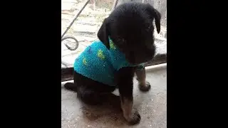 Suéter para cachorro o perro pequeño sin costurar o tejer 