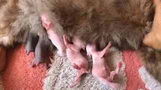 Vlog Menyusui Manual Anak Kelinci 9 Ekor Lucu dan Imut