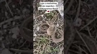 Dangerous vipera play in Korab Albania #shorts #short #shqiperi