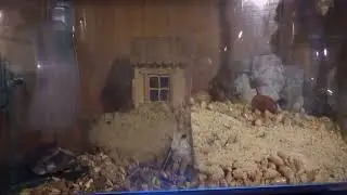 Если поймали мышь - подарите ей домик 😊