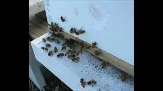 Relaxing Bees at entrance to hive