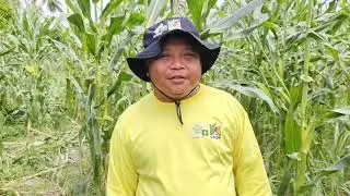 Corn Fall Army Worm Resolved #vlog #naturalfarming #countryfarm #naturefarming #farming #farmer