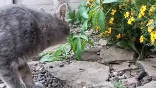 Лето