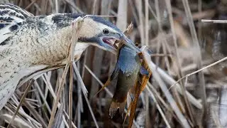 Which is the most difficult U.K bird to photograph?