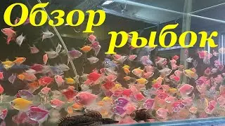 Обзор аквариумных рыбок Рыбки на разводне Обзор разводни