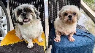 Caring for Small Dogs (Shih Tzus)