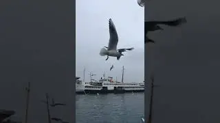 Martılar Çıldırmış Olmalı🤗