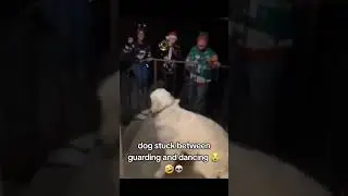 Mom! How do I react to this? #highlights #funny #viralvideo #viralshorts #christmas #dog #carol