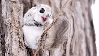 OMG this sweet Animals is so ADORABLE!