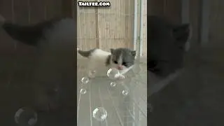 #adoreablenewbornkitty #adoreablelittlekitty #adorablekitty  #adoreablenewbornkitten #cutekitte