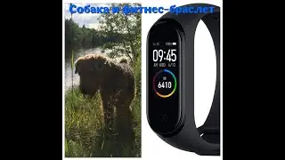 Эксперимент с фитнес-браслетом | Пёс Дар и фитнес-браслет | Matvey Pets