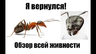 И всё же, новое видео. Обзор всех колоний