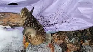 Отомстила! Жизнь на даче!