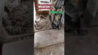 Миша