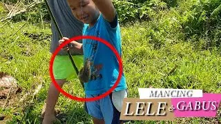 MANCING LELE DAN GABUS DI PARIT KECIL