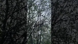 Doğada bülbül ötüşü