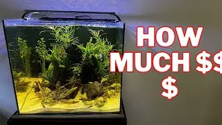 How Much Does An Aquascape Cost? | Aquascape Breakdown And Review