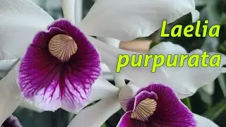 Laelia purpurata. Моя коллекция.