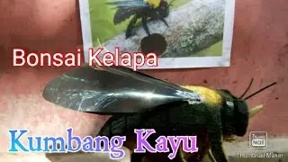Kreasi Bonkla Bentuk Kumbang Kayu
