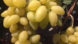 Виноград Вернисаж
