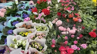 РОЗЫ🌹КОМУ СИБИРСКИЕ РОЗЫ🤣🤣🤣🤦‍♀️ . ЗРИТЕ В КОРЕНЬ ☝️. МАГАЗИН «МАТЕРИК» МИНСК💐💐💐🌺🌷🌹