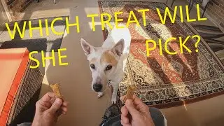Kimber The Cattle Dog Has To Decide Which Treat To Take When Offered 2 At The Same Time