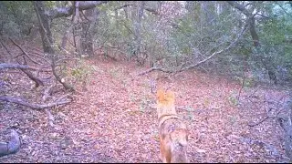 O'Neill Regional Park Footage (Mountain Lions, Gray Fox, Deer, Coyote)