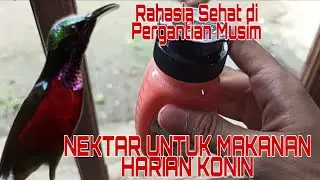 RACIKAN NEKTAR KOLIBRI NINJA (SETTINGAN HARIAN KONIN)