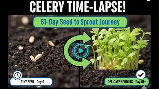 Celery Seeds to Sprouts: A 61-Day Time-Lapse Journey