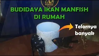 PEMIJAHAN IKAN MANFISH, CARA MUDAH BUDIDAYA IKAN MANFISH