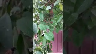 Bees sucking nectar from flowers