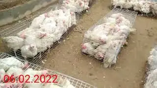 TOVUQ BOZORI QIZIRIQ JAHON BOZORI 