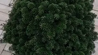 ❤🌲Пихта Бриллиант