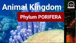Phylum Porifera: Structure, Characteristics | Science Edge by Mukesh Sir Science Edge
