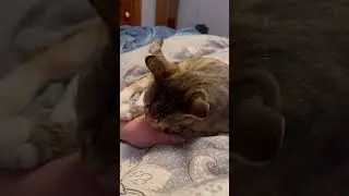 Big #epiccatfights #funnycatfight Cat hiss