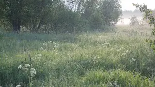 Nature sounds in a summer field early in the morning. Birds singing among wild flowers