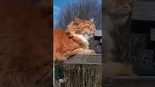 Кот Василий прибалдел на солнышке