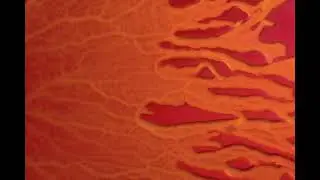 Physarum polycephalum (Aka Blob)  : wave