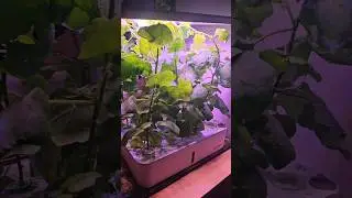 iDOO Hydroponic system  Thudhuvalai Keerai Thovayal