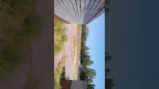 Лес 2