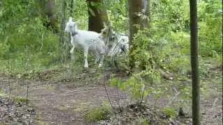 Shift is barking at a goat