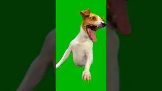 Funny Dog Laughing Green Screen #dog #laughingdog #funny #greenscreen #green #screen