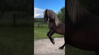 #лошади