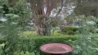 Post & Swag In A Boxwood Hedge